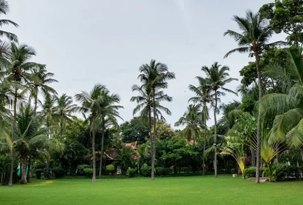 main_lawn